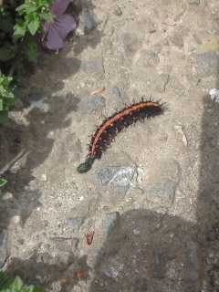 Caterpillar.JPG