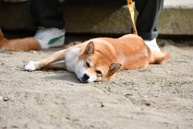 二 足 の わらじ の 由来