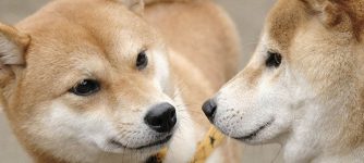 柴公園