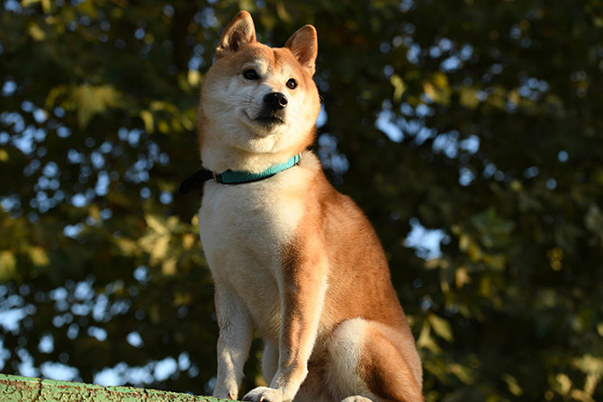 劇場版 柴公園