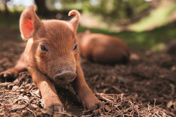 ビッグ・リトル・ファーム 理想の暮らしのつくり方