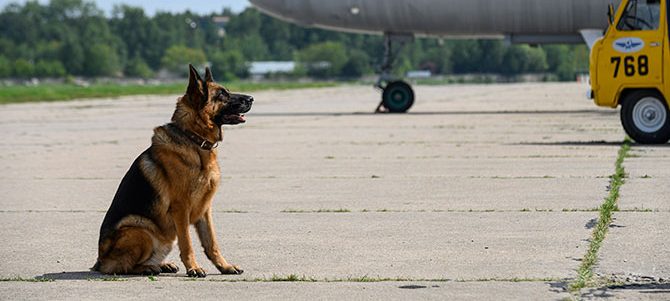 ハチとパルマの物語