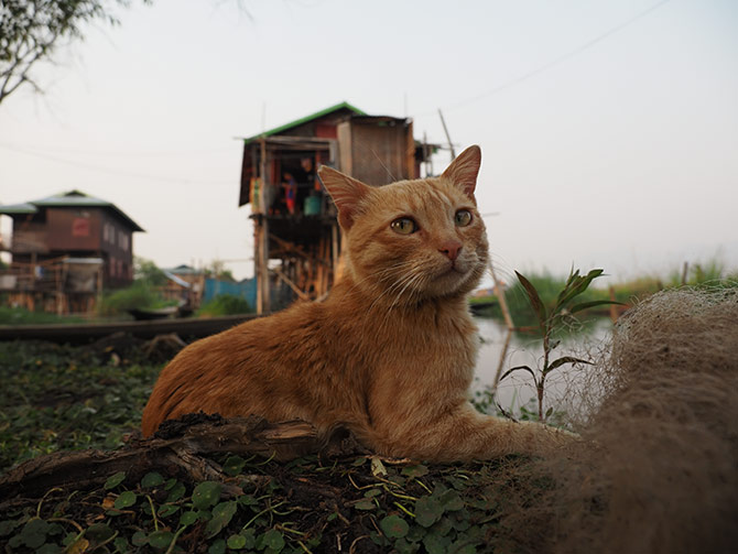 劇場版 岩合光昭の世界ネコ歩き　あるがままに、水と大地のネコ家族