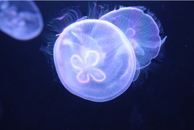 すみだ水族館