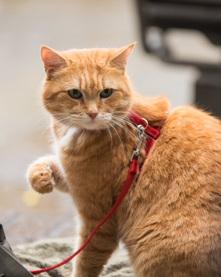 ボブという名の猫２　幸せのギフト