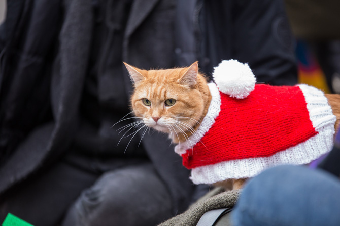 ボブという名の猫２　幸せのギフト
