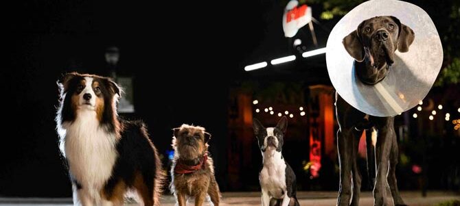 スラムドッグス