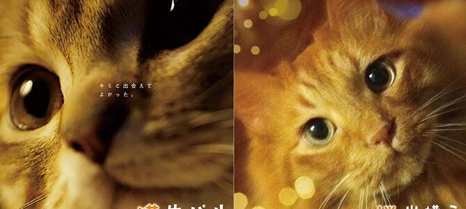 ルー、パリで生まれた猫