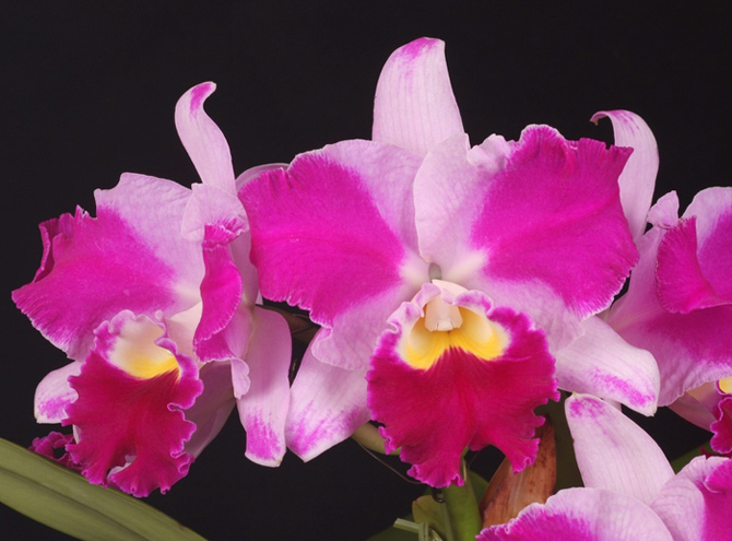 第２１回 関西らんフェスタ＆園芸フェア