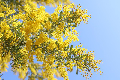 花ファンタジア