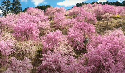 世界遺産・吉野山の3万本の桜