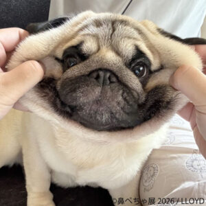 鼻ぺちゃ展2026 in 名古屋