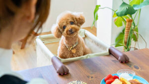 犬猫用ペットチェア【Chocorin（チョコリン）】