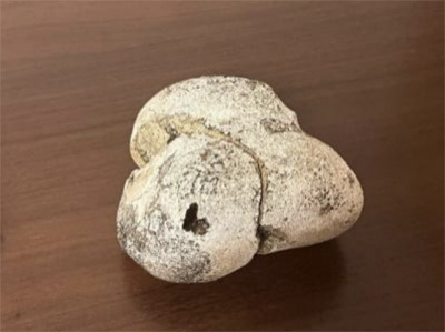 “幻の香料”龍涎香を体感する特別講座、6月14日に東京で開催