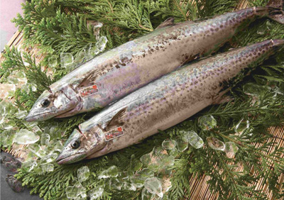 「毎日の海が決める」朝に獲れた旬の地魚を届ける「回転寿司 力丸」からいまの時期にしか味わえない播磨の旬魚を紹介　最高級ブランド魚「華姫さわら」も土日・数量限定販売