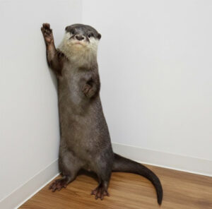 世界カワウソの日 World Otter Day2026に「カワウソさんを知る」ワークショップの開始をお知らせします。