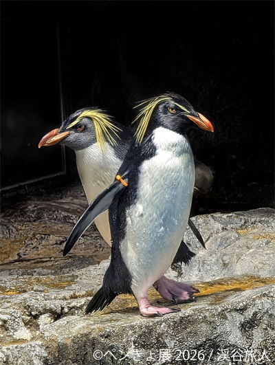 暑い夏に涼を届ける“ペンギン＆金魚”の癒やし作品が集結「ペンぎょ展 2026」7/10(金)より東京で開催！限定グッズも登場