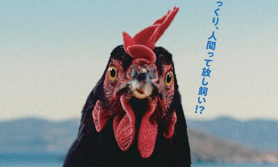 雌鶏