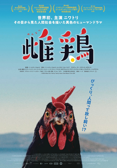 雌鶏